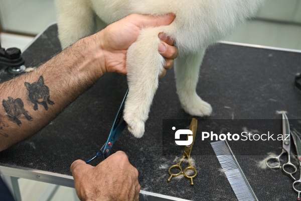 Müxtəlif ev heyvanları üçün nəzərdə tutulmuş gözəllik salonu