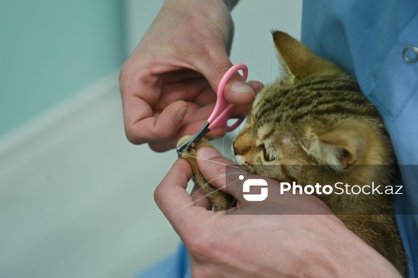 Müxtəlif ev heyvanları üçün nəzərdə tutulmuş gözəllik salonu