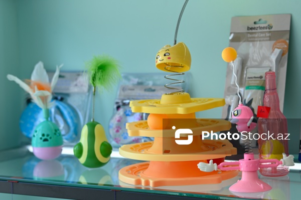 Müxtəlif ev heyvanları üçün nəzərdə tutulmuş gözəllik salonu