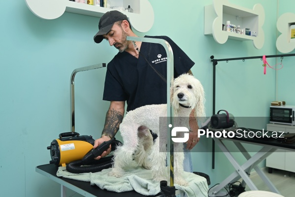 Müxtəlif ev heyvanları üçün nəzərdə tutulmuş gözəllik salonu