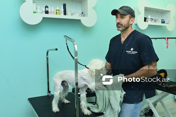 Müxtəlif ev heyvanları üçün nəzərdə tutulmuş gözəllik salonu