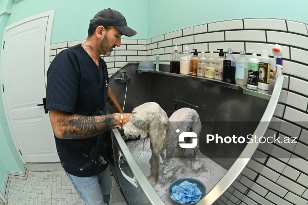 Müxtəlif ev heyvanları üçün nəzərdə tutulmuş gözəllik salonu