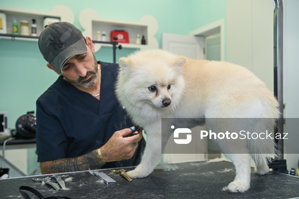 Müxtəlif ev heyvanları üçün nəzərdə tutulmuş gözəllik salonu