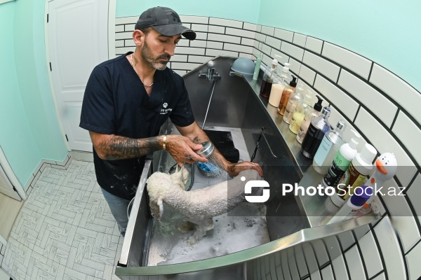 Müxtəlif ev heyvanları üçün nəzərdə tutulmuş gözəllik salonu