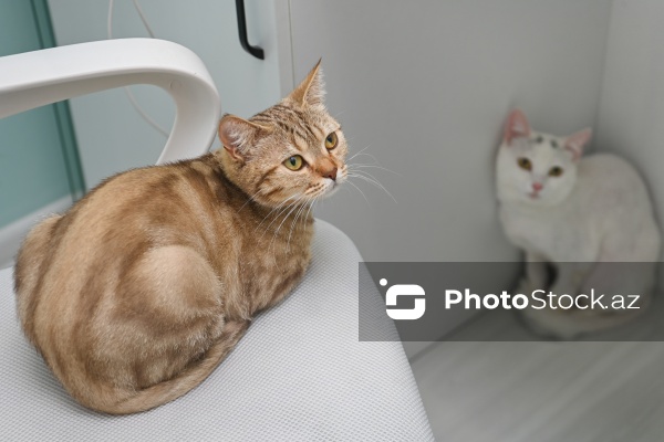 Müxtəlif ev heyvanları üçün nəzərdə tutulmuş gözəllik salonu