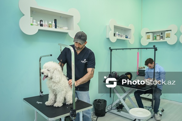 Müxtəlif ev heyvanları üçün nəzərdə tutulmuş gözəllik salonu