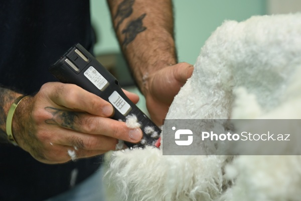 Müxtəlif ev heyvanları üçün nəzərdə tutulmuş gözəllik salonu