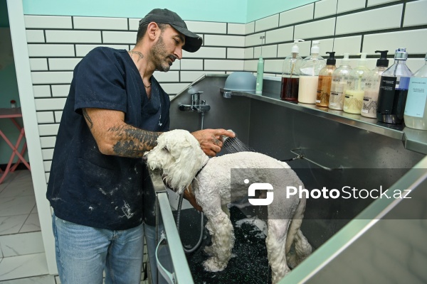 Müxtəlif ev heyvanları üçün nəzərdə tutulmuş gözəllik salonu