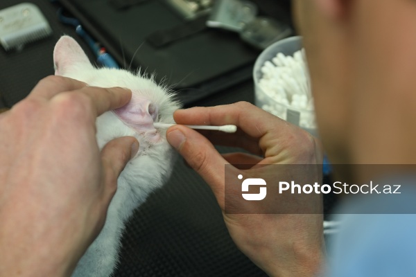 Müxtəlif ev heyvanları üçün nəzərdə tutulmuş gözəllik salonu