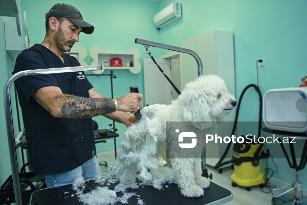 Müxtəlif ev heyvanları üçün nəzərdə tutulmuş gözəllik salonu