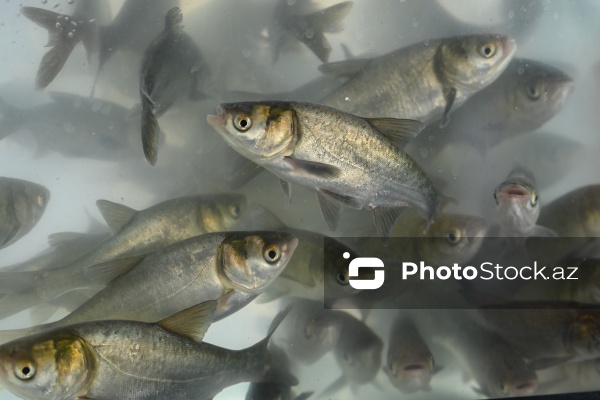 Neftçala rayonunda təşkil olunan balıq festivalı