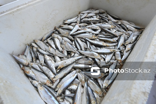 Neftçala rayonunda təşkil olunan balıq festivalı