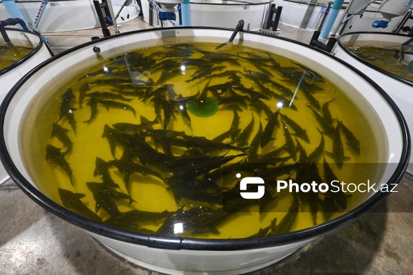 Azərbaycanın balıq sənayesinin ən böyük sərmayəçisi olan “Azerbaijan Fish Farm” MMC