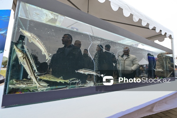 Neftçala rayonunda təşkil olunan balıq festivalı