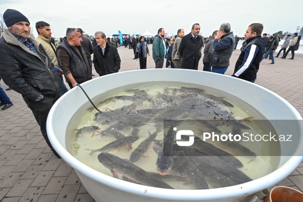 Neftçala rayonunda təşkil olunan balıq festivalı