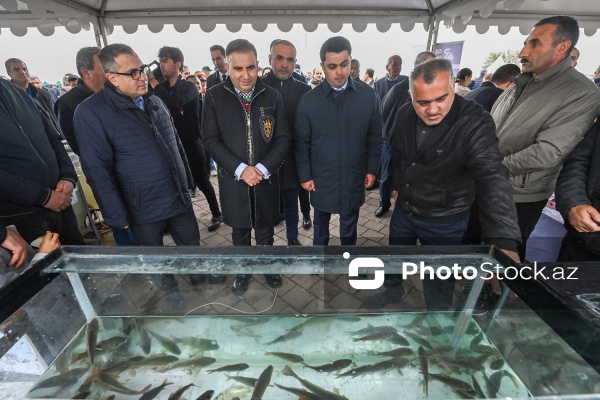 Neftçala rayonunda təşkil olunan balıq festivalı