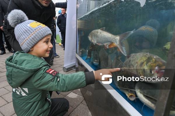 Neftçala rayonunda təşkil olunan balıq festivalı