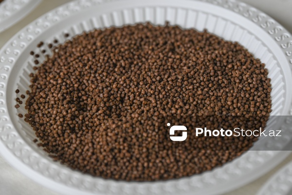 Neftçala rayonunda təşkil olunan balıq festivalı