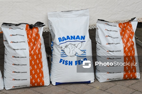 Neftçala rayonunda təşkil olunan balıq festivalı