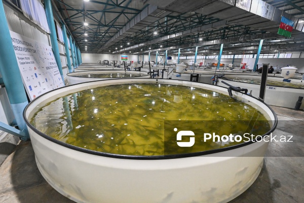 Azərbaycanın balıq sənayesinin ən böyük sərmayəçisi olan “Azerbaijan Fish Farm” MMC