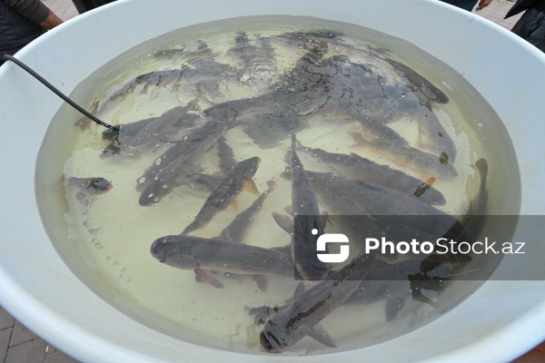 Neftçala rayonunda təşkil olunan balıq festivalı