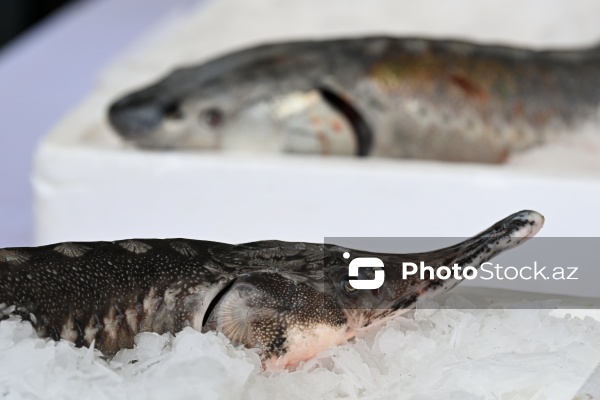 Neftçala rayonunda təşkil olunan balıq festivalı