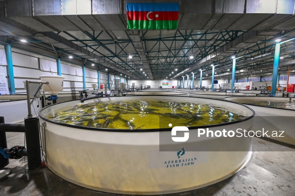 Azərbaycanın balıq sənayesinin ən böyük sərmayəçisi olan “Azerbaijan Fish Farm” MMC