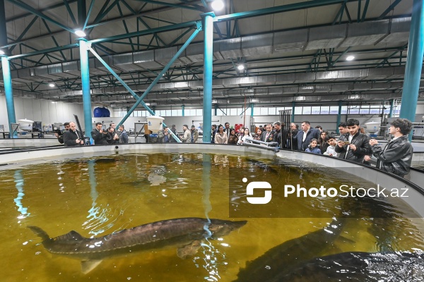 Azərbaycanın balıq sənayesinin ən böyük sərmayəçisi olan “Azerbaijan Fish Farm” MMC