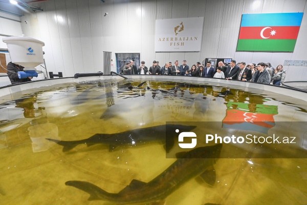 Azərbaycanın balıq sənayesinin ən böyük sərmayəçisi olan “Azerbaijan Fish Farm” MMC