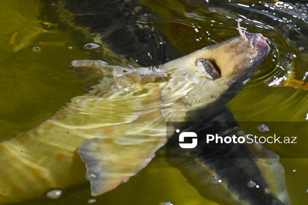 Azərbaycanın balıq sənayesinin ən böyük sərmayəçisi olan “Azerbaijan Fish Farm” MMC
