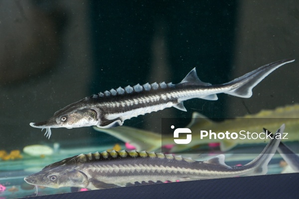 Neftçala rayonunda təşkil olunan balıq festivalı