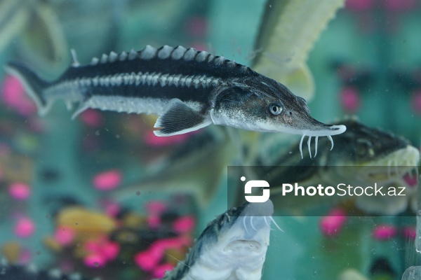 Neftçala rayonunda təşkil olunan balıq festivalı