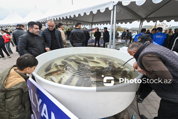 Neftçala rayonunda təşkil olunan balıq festivalı