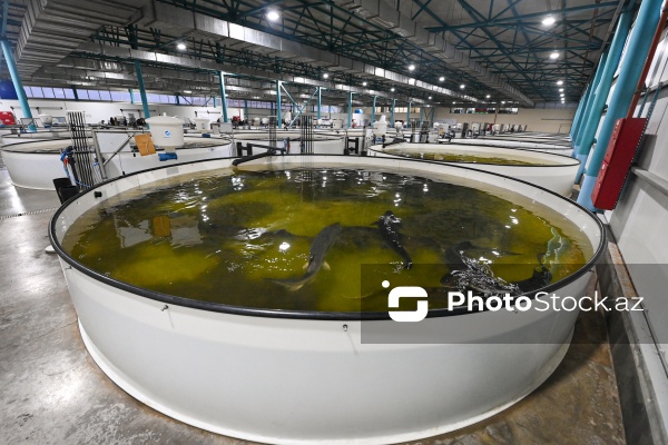 Azərbaycanın balıq sənayesinin ən böyük sərmayəçisi olan “Azerbaijan Fish Farm” MMC
