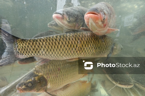 Neftçala rayonunda təşkil olunan balıq festivalı