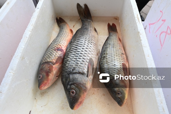 Neftçala rayonunda təşkil olunan balıq festivalı