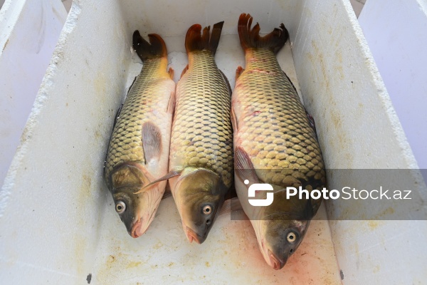 Neftçala rayonunda təşkil olunan balıq festivalı
