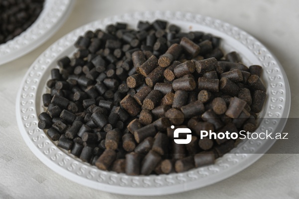 Neftçala rayonunda təşkil olunan balıq festivalı