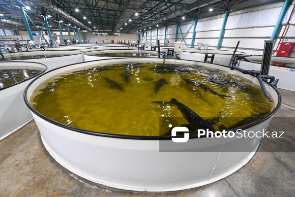 Azərbaycanın balıq sənayesinin ən böyük sərmayəçisi olan “Azerbaijan Fish Farm” MMC