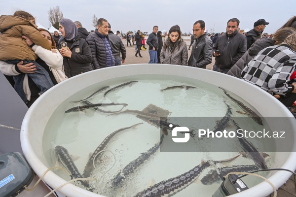 Neftçala rayonunda təşkil olunan balıq festivalı