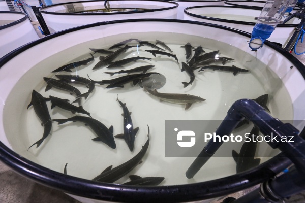 Azərbaycanın balıq sənayesinin ən böyük sərmayəçisi olan “Azerbaijan Fish Farm” MMC