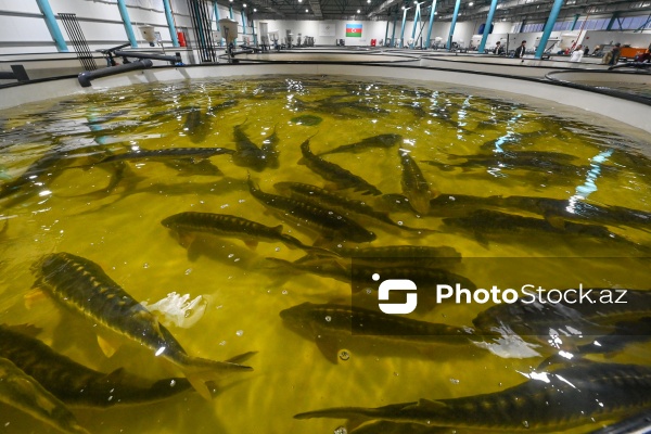 Azərbaycanın balıq sənayesinin ən böyük sərmayəçisi olan “Azerbaijan Fish Farm” MMC