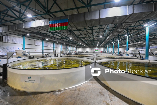 Azərbaycanın balıq sənayesinin ən böyük sərmayəçisi olan “Azerbaijan Fish Farm” MMC