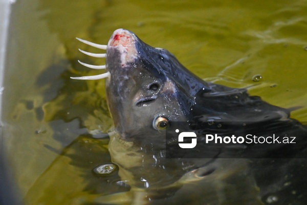 Azərbaycanın balıq sənayesinin ən böyük sərmayəçisi olan “Azerbaijan Fish Farm” MMC