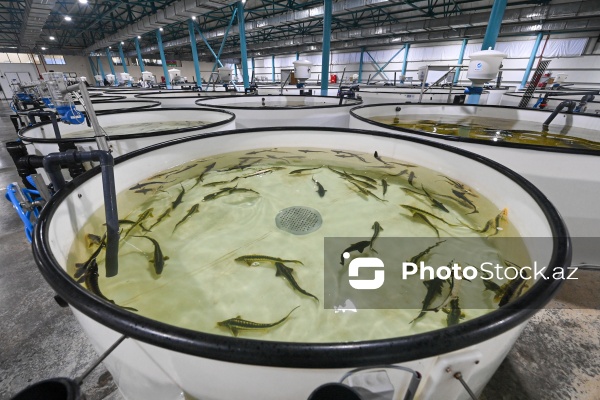 Azərbaycanın balıq sənayesinin ən böyük sərmayəçisi olan “Azerbaijan Fish Farm” MMC