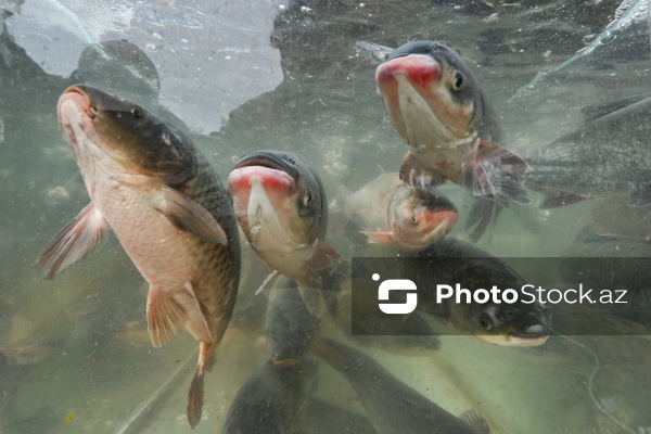 Neftçala rayonunda təşkil olunan balıq festivalı