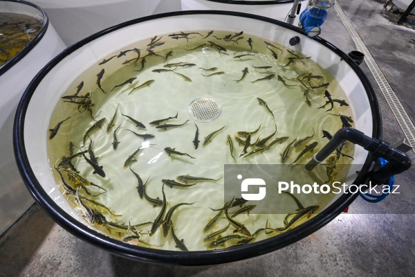 Azərbaycanın balıq sənayesinin ən böyük sərmayəçisi olan “Azerbaijan Fish Farm” MMC