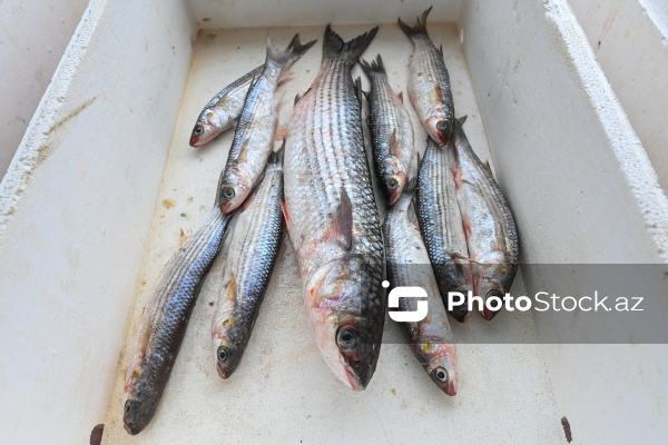 Neftçala rayonunda təşkil olunan balıq festivalı