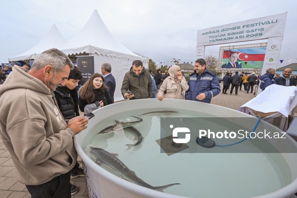 Neftçala rayonunda təşkil olunan balıq festivalı