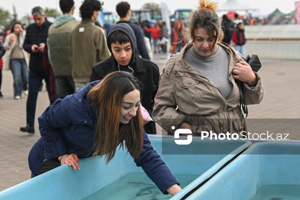 Neftçala rayonunda təşkil olunan balıq festivalı